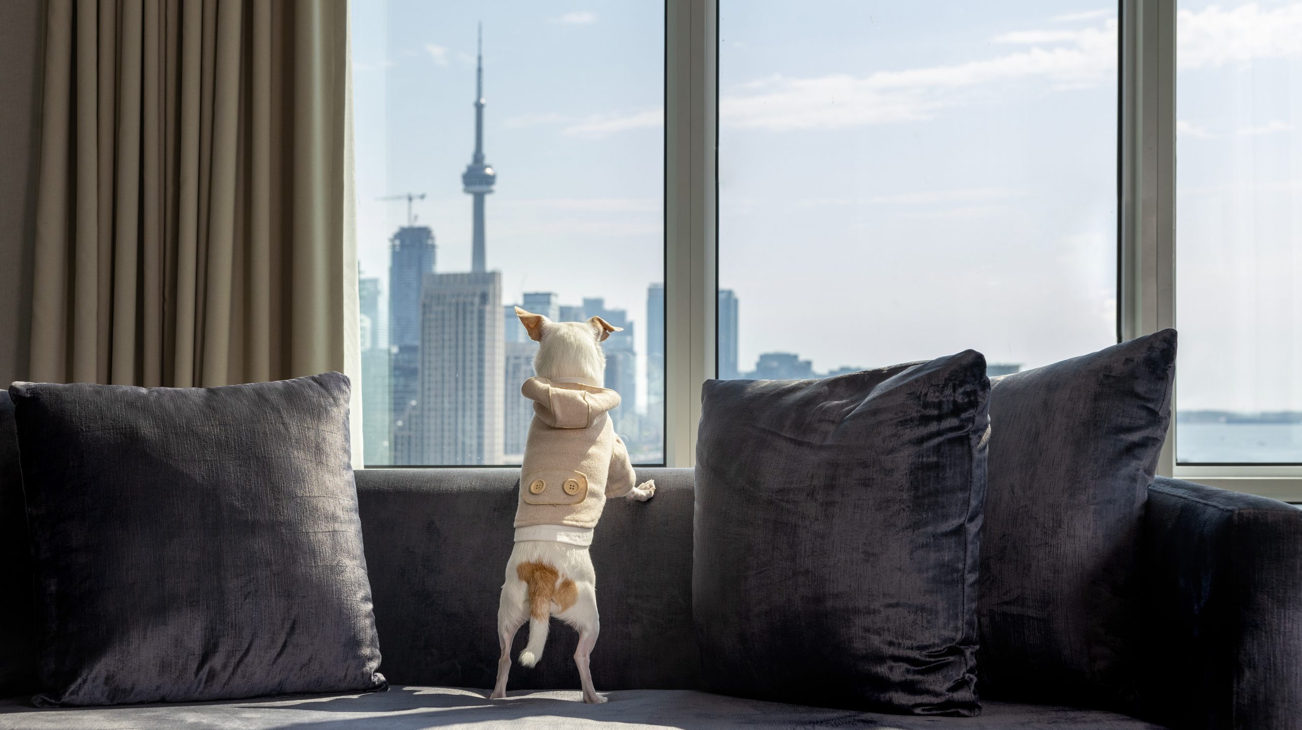 Pet looking at the CN Tower from Hotel X